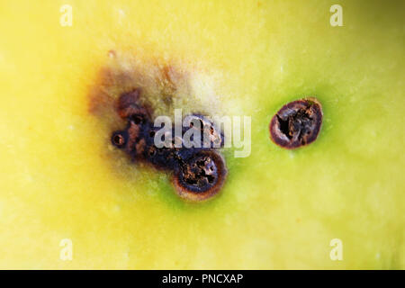 Una traccia di vermi di Apple sulla pelle. la fotografia macro. fonte di infezione di apple da parte del marciume bruno Monilia fructigena stampo sulla pelle di un marciume Foto Stock