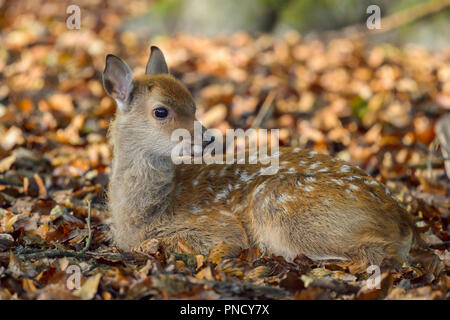 Cervi Sika, Cervus nippon, fulvo seduto sul suolo della foresta Foto Stock