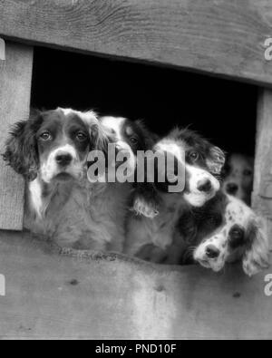 Anni Venti anni trenta cinque cani Setter inglese cuccioli con teste sporgenti di apertura nel canile guardando la fotocamera - d2090 HAR001 HARS ESTERNO SPERANZOSO SETTER CUCCIOLI BLOCCATA IN OCCASIONE DELLA CONNESSIONE POOCH affollamento close-up curioso elegante DARLING CHE VOGLIONO CANINE LONESOME mammifero convivere adorabili attraente IN BIANCO E NERO HAR001 curiosi di vecchio stile Foto Stock