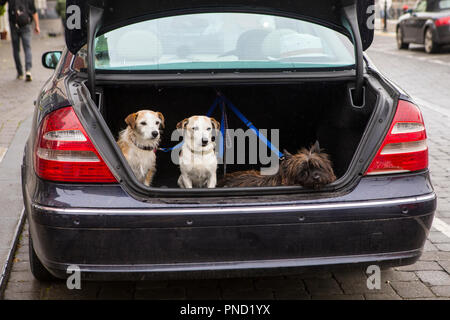 Tre cani aspettando pazientemente che il loro proprietario nel bagagliaio di un'auto. Foto Stock