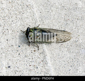 Cane comune giorno Cicala, Neotibicen canicularis, Cicala annuale anche chiamato Dogday Harvestfly Foto Stock