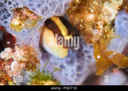 Macro ritratto di un longstriped bavose (Parablennius rouxi) nella sua tana nel Parco Naturale di Ses Salines (Formentera, isole Baleari, Spagna) Foto Stock