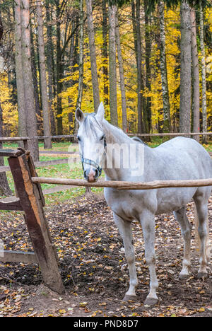 Cavallo purosangue in piedi sopra la recinzione in stabile Foto Stock