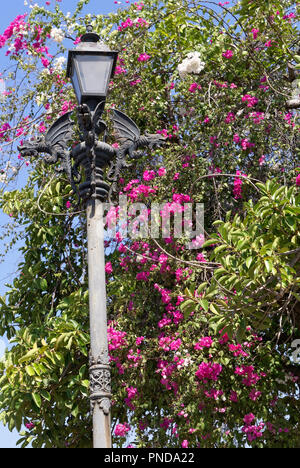 Stile cinese dragons decorare una lampada posta circondato da fiori di bouganville, Old Mazatlan, Sinaloa, Messico Foto Stock