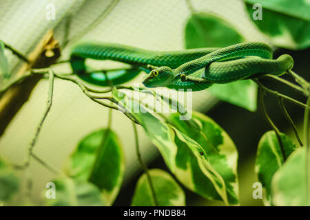 Grande-eyed Pitviper verde (Trimeresurus macrops) specie endemica al sud-est asiatico Foto Stock