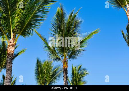 Hawaii Palm Tree sotto il cielo blu Foto Stock