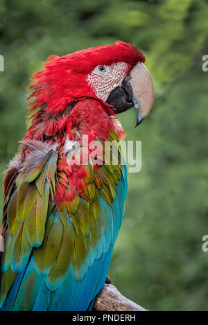 Profilo montante verticale di una green winged macaw appollaiato su un ramo Foto Stock