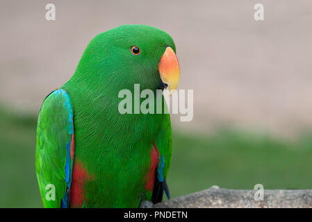 Una stretta fino a metà lunghezza Ritratto di un pappagallo eclectus con colori vibranti. L'esotico uccello è rivolto a destra Foto Stock