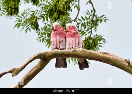 Guardando leggermente fino a un paio di red breasted cockatoo seduti vicini su un rami se nell'amore. Gli uccelli sono sia rivolto in avanti Foto Stock