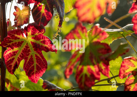 Le foglie di vite di Vitis Vinifera nero Amburgo diventando rosso con venature di colore verde a fine estate, inizio autunno, retroilluminato dalla tarda sera raggi di sole. Foto Stock