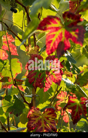 Le foglie di vite di Vitis Vinifera nero Amburgo diventando rosso con venature di colore verde a fine estate, inizio autunno, retroilluminato dalla tarda sera raggi di sole. Foto Stock