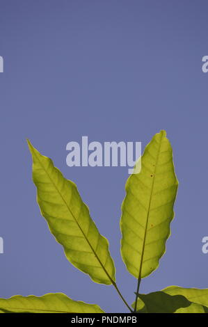 Rami verdi di Tabebuia rosea tree sul cielo blu Foto Stock