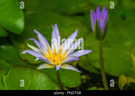 Nymphaea caerulea,(blu egiziano lotus), con foglie di colore verde sullo sfondo Foto Stock