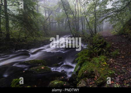 Il flusso rapido fiume Ysgethin, rigonfiato dalla recente pioggia, nel verde di un Bosco nebbioso. Foto Stock