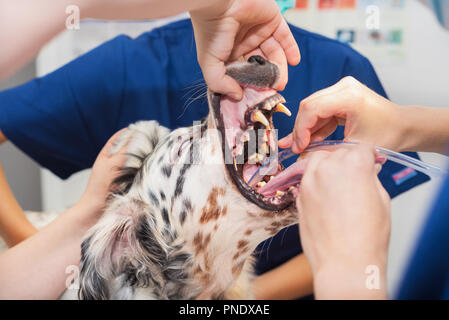 Cane intubato in sala operatoria della clinica veterinaria Foto Stock