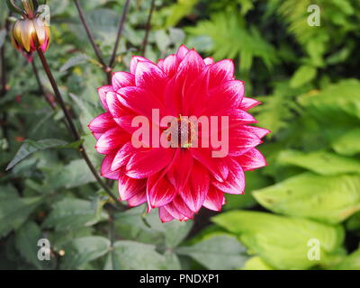 Rosa carminio Dahlia Fiore con bug di verde a Chenies nei primi giorni di settembre Foto Stock