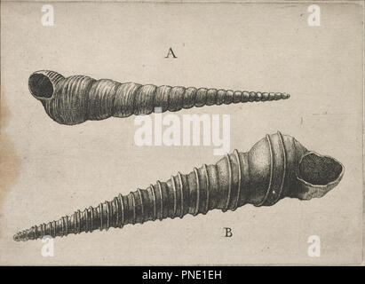 I serbatoi (terebra Turritella e T. duplicata L.). Data/Periodo: 1600/1699. Attacco chimico. Larghezza: 13,7 cm. Altezza: 10,2 cm (foglio). Autore: Wenceslaus Hollar. Foto Stock