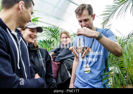 Londra Inghilterra,Regno Unito Gran Bretagna,Kensington,Natural History Museum,sensazionali farfalle,mostra,habitat tropicale,Attacus atlas lar Foto Stock