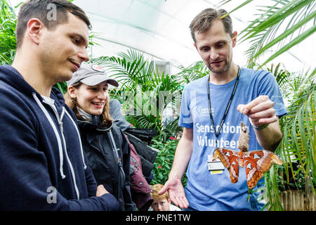 Londra Inghilterra,Regno Unito Gran Bretagna,Kensington,Natural History Museum,sensazionali farfalle,mostra,habitat tropicale,Attacus atlas lar Foto Stock