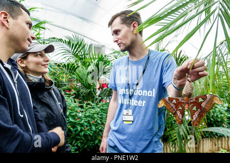 Londra Inghilterra,UK,Kensington,Natural History Museum,sensazionali farfalle,mostra,habitat tropicale,Attacus atlas grande mooth saturniid,volontariato v Foto Stock