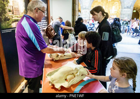 London England,UK Kensington,Natural History Museum,Inside interior,Hands-on interactive exhibit,fossile,cranio,uomo uomo maschio,anziano cittadino anziani citi Foto Stock