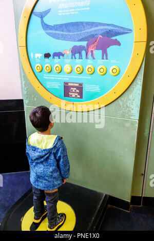 London England,UK,Kensington,Natural History Museum,Inside interior,Blue zone,mammiferi,mostra interattiva,confronto pesi,ragazzi asiatici,kid ki maschile Foto Stock