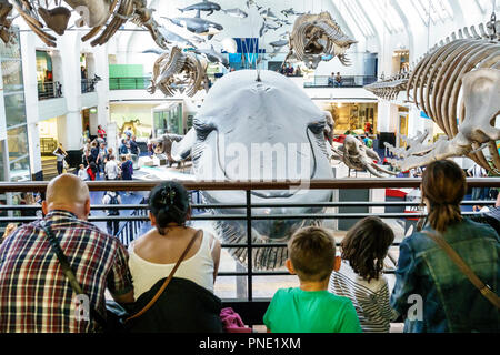 Londra Inghilterra,Regno Unito Gran Bretagna,Kensington,Natural History Museum,interni,Blue zone,mostra,mammiferi marini,esemplari,scheletro,b Foto Stock