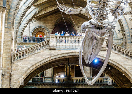 London England,UK,Kensington,Natural History Museum,Inside interior,Hintze Hall,Blue Whale Skeleton,UK GB English Europe,UK180816080 Foto Stock