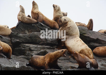 Una colonia di Steller leoni di mare, compreso un grande maschio (BULL), su un rookery durante la stagione riproduttiva, in isole Aleutian, mare di Bering, Alaska. Foto Stock