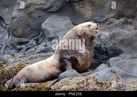 Un grande adulti Steller leoni di mare (maschio bull), poggiante su un rookery da solo durante la stagione riproduttiva nel mare di Bering, isole Aleutian, Unalaska, Alaska. Foto Stock