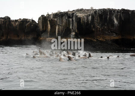 Un gruppo di Steller leoni di mare, parte di una colonia, nuotare nelle acque del mare di Bering, nelle isole Aleutian, Unalaska, Alaska. Foto Stock