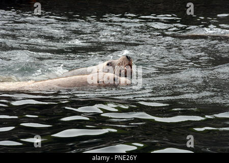 Due adulti Steller leoni di mare, parte di una colonia, nuotare nelle acque del mare di Bering, nelle isole Aleutian, Unalaska, Alaska. Foto Stock