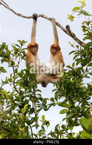 Giovani scimmie proboscide, Nasalis larvatus, Tanjung messa National Park, Borneo, Indonesia. Foto Stock