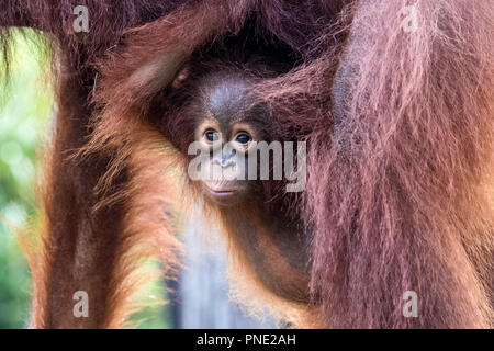 La madre e il bambino Bornean orangutan, pongo pygmaeus, Buluh Kecil River, Borneo, Indonesia.