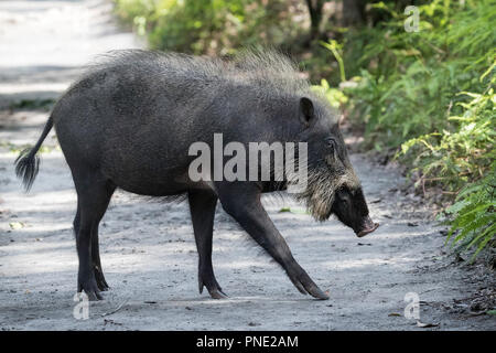 Adulto Bornean maiale barbuto, Sus barbatus, Tanjung messa National Park, Borneo, Indonesia. Foto Stock