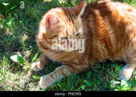 Close-up di zenzero fluffy cat a casa rilassante Foto Stock