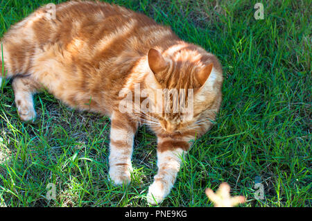 Close-up di zenzero Gatto sdraiato sull'erba in giardino, godendo di luce solare Foto Stock