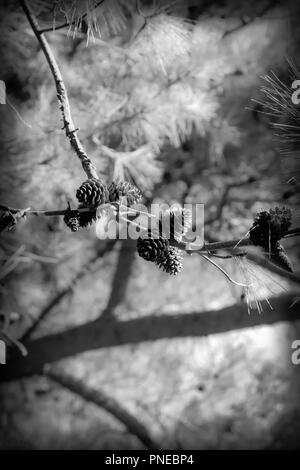 Soft immagine in bianco e nero di isolato pigne pendenti da albero nel villaggio di Punat sul Mare Adriatico sull'isola croata di Krk Foto Stock