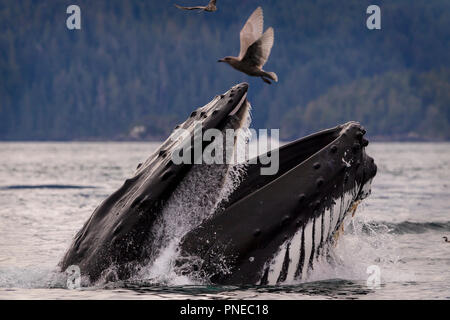 Humpback Whale affondo con alimentazione su una tranquilla giornata di caduta nell'arcipelago di Broughton, grande orso nella foresta pluviale, Prime Nazioni Territorio, British Columbia, Canada Foto Stock