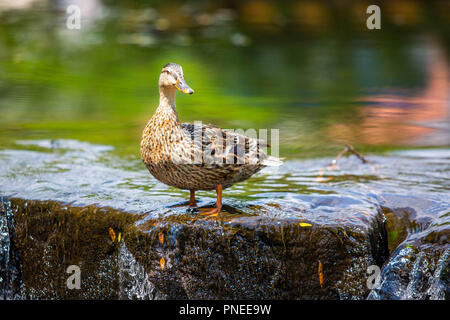 Carino anatra sul bordo di un fiume caduta al giorno Foto Stock