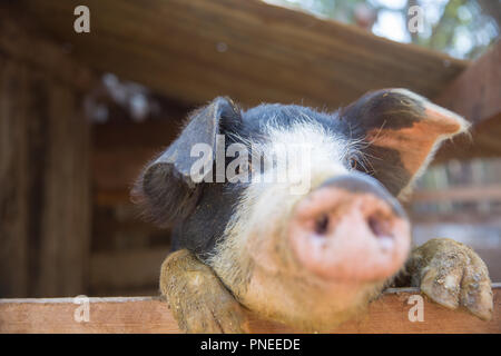 Maiale nella penna. Focus è sull'occhio. Profondità di campo. Foto Stock