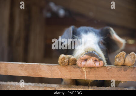 Naso di maiale nella penna. Focus è sul naso. Profondità di campo. Foto Stock