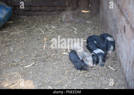 Maiali piccoli dormono insieme in un recinto per bestiame Foto Stock