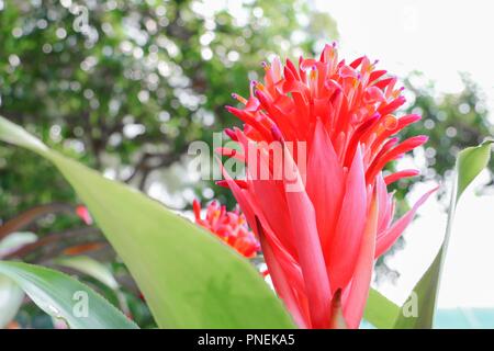 Bromeliad o impianto di Urn flower red bella nel giardino Foto Stock