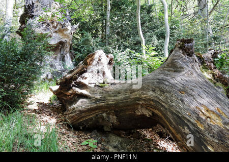 Un caduto il legno del tronco e stomp lungo il sentiero verde per il Piedrafita de Jaca lago nei Pirenei aragonesi Foto Stock