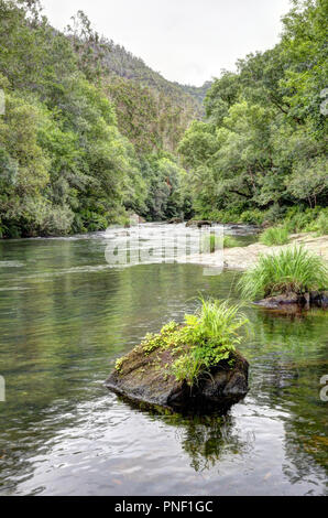 Un paesaggio di le chiare acque del fiume Eume in un verde spessa densa foresta, sulla strada per il Monastero Caaveiro, in Galizia, Spagna Foto Stock