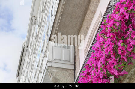 Tipico galiziano galerias, bianco racchiuso balconi in legno e vetro, accanto a fiori viola e un profondo cielo blu con nuvole in Betanzos,Spagna Foto Stock