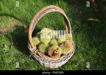 Un cestello in erba verde pieno di spagnolo castagne e marroni (Castanea sativa) verde e marrone di bave, alla luce del sole. Alcuni sono chiusi e altri sono l'apertura Foto Stock