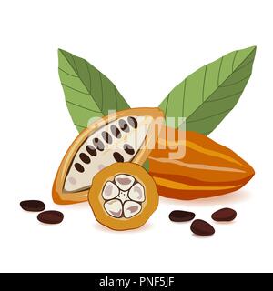Frutto di cacao, materie chicchi di cacao con foglie di composizione. Pod di cacao su sfondo bianco. Illustrazione Vettoriale Illustrazione Vettoriale