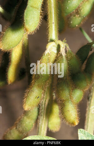 Non 927302 FAGIOLI DI SOIA CROP Glycine max New Jersey USA Foto Stock